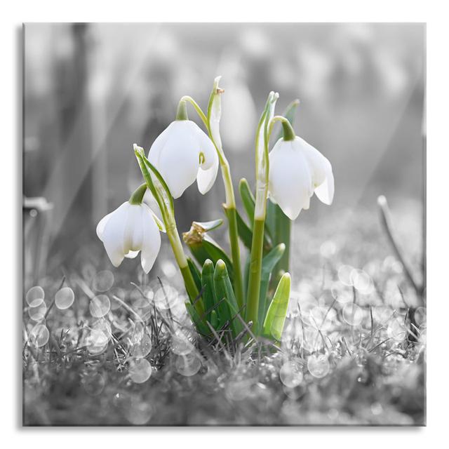 Snowdrops In Morning Dew - No Frame Print on Glass Brayden Studio Size: 80cm H x 80cm W x 0.4cm D on Productcaster.