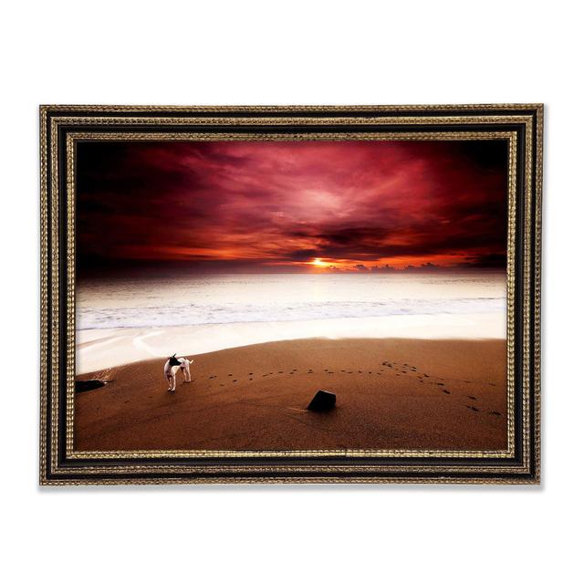 Dog on the Sunset Beach House of Hampton Size: 42cm H x 59.7cm W x 3cm D, Format: Black Gold Framed Paper on Productcaster.