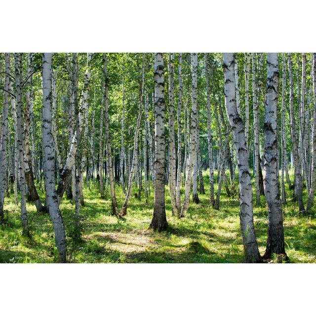 Birch Forest In Spring by Hudiemm - No Frame Art Prints on Canvas Alpen Home Size: 30cm H x 46cm W on Productcaster.