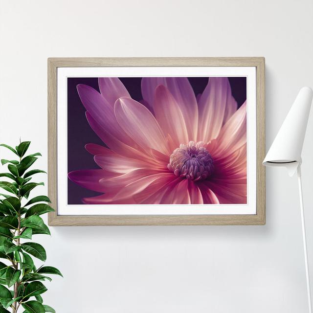 Cute Chrysanthemum Flower Vol.4 - Single Picture Frame Print ClassicLiving Size: 25cm H x 34cm W x 2cm D, Frame Colour: Oak on Productcaster.