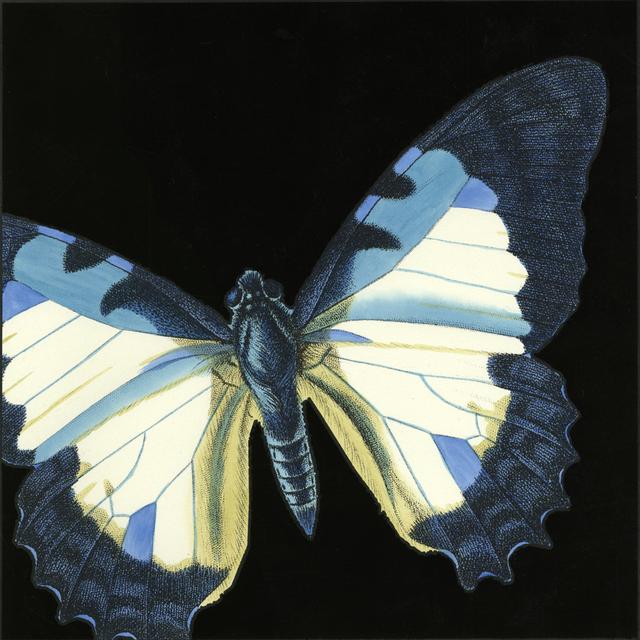 Small Dramatic Butterflies I - Wrapped Canvas Painting Brambly Cottage Size: 30cm H x 30cm W x 3.8cm D on Productcaster.