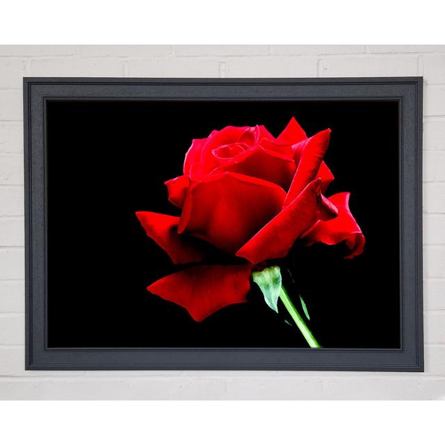 Red Rose Black Velvet - Print Ebern Designs Size: 84.1cm H x 118.9cm W x 1.5cm D on Productcaster.