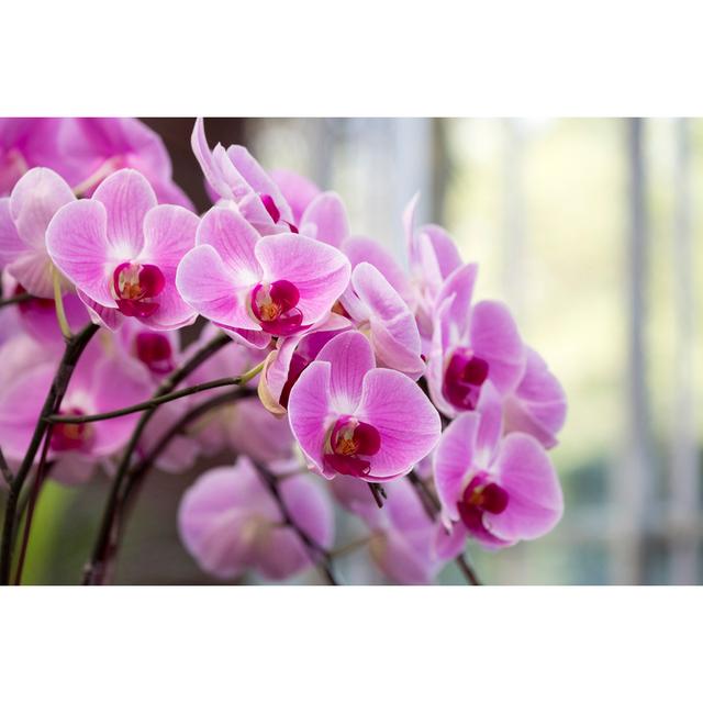 Orchid - Wrapped Canvas Print Ebern Designs Size: 51cm H x 76cm W x 3.8cm D on Productcaster.