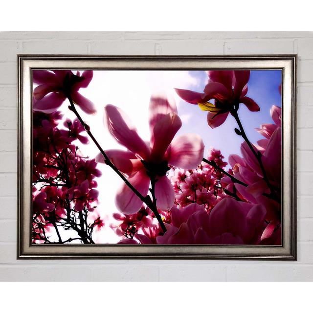 Pink Cherry Blossom In Sunlight - Single Picture Frame Art Prints Brayden Studio Size: 84.1cm H x 118.9cm W x 1.5cm D on Productcaster.