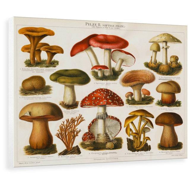 'Different Types of Poisonous Mushrooms' Graphic Art Brambly Cottage Size: 65.9 cm H x 80 cm W x 3.8 cm D, Format: Wrapped Canvas on Productcaster.