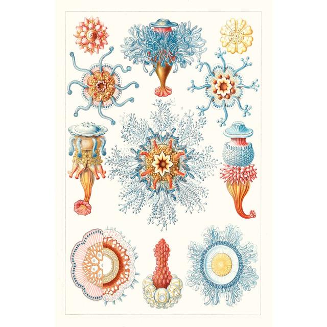 Sealife Species II - Print Highland Dunes Size: 30cm H x 20cm W on Productcaster.