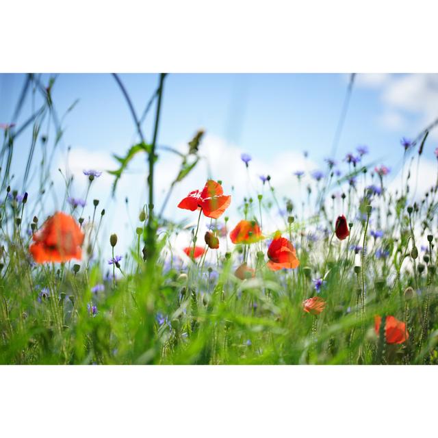 Forance Poppies Against Blue Sky - Wrapped Canvas Print Latitude Run Size: 81cm H x 122cm W x 3.8cm D on Productcaster.