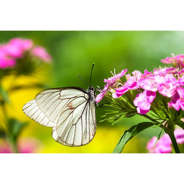 Annemore Butterfly by Yanikap - Wrapped Canvas Photograph Latitude Run Size: 61cm H x 91cm W x 3.8cm D on Productcaster.