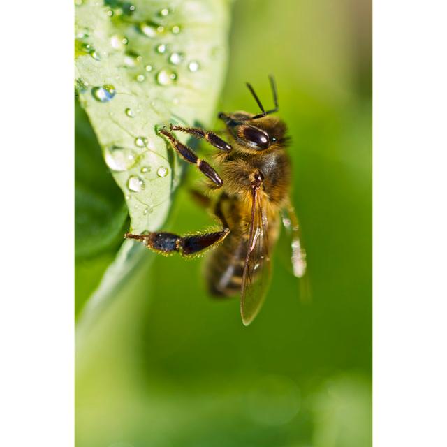 Maxbass Honey Bee On A Leaf by Membio - Wrapped Canvas Photograph World Menagerie Size: 30cm H x 20cm W x 3.8cm D on Productcaster.