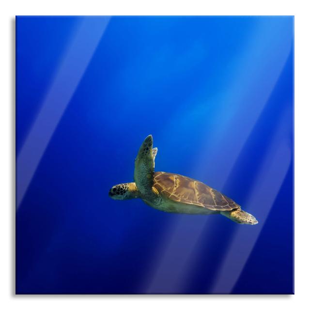 Old Turtle In The Sea - No Frame Print on Glass 17 Stories Size: 60cm H x 60cm W x 0.4cm D on Productcaster.