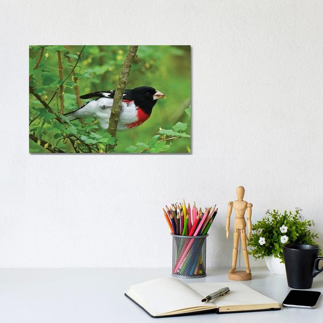 Point Pelee National Park. Rose-breasted Grosbeak Close-up. by Jaynes Gallery - Wrapped Canvas Print Brayden Studio Size: 66.04cm H x 101.6cm W x 1.9c on Productcaster.