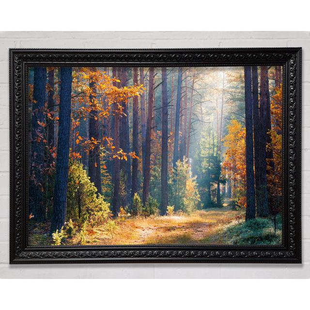 Forest Of Tall Trees - Print Union Rustic Format: Black Framed Paper, Size: 84.1cm H x 118.9cm W on Productcaster.