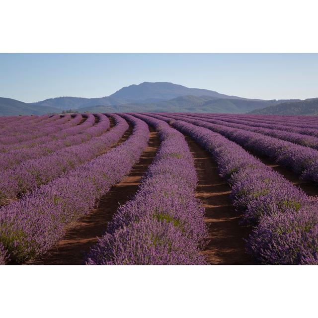 Lewendal Bridestowe Lavender Farm, Tasmania - Wrapped Canvas Print 17 Stories Size: 81cm H x 122cm W x 3.8cm D on Productcaster.