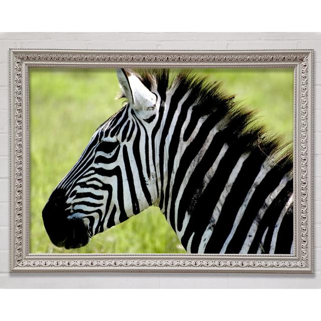 Zebra Face Side Framed Print Bright Star Size: 59.7cm H x 84.1cm W x 3cm D on Productcaster.