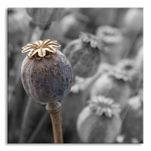 Poppy Flower Seed Capsule - Unframed Photograph on Glass Brayden Studio Size: 60cm H x 60cm W x 0.4cm D on Productcaster.