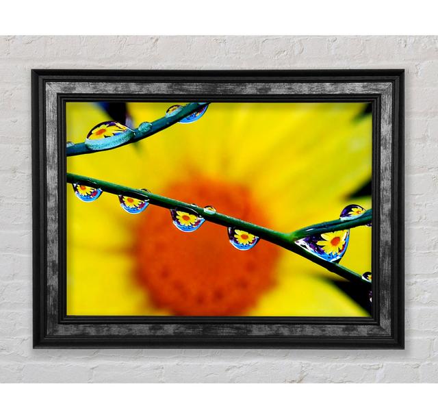 Dewdrop Reflections - Single Picture Frame Art Prints Bright Star Size: 21cm H x 42cm W x 8cm D on Productcaster.