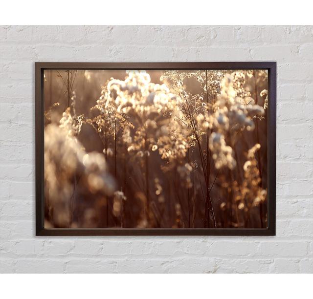 Winter Sunlight Flowers - Single Picture Frame Print Brayden Studio Size: 84.1cm H x 118.9cm W x 3.3cm D, Format: Walnut Framed Canvas on Productcaster.