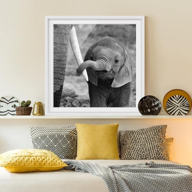 Gerahmtes Poster Baby-Elefant East Urban Home Größe: 70 cm H x 70 cm B, Rahmenoptionen: Mattweiß on Productcaster.