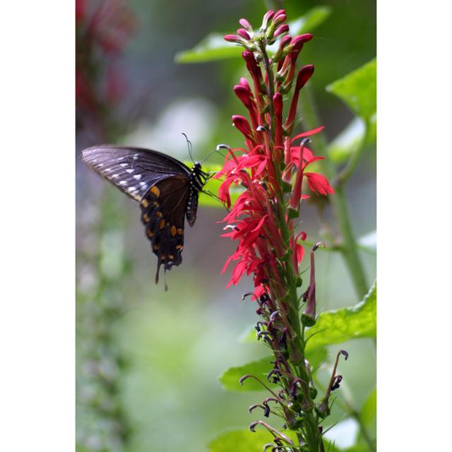 Butterfly On Cardinal Flower by Cjmckendry - No Frame Art Prints on Canvas Brambly Cottage Size: 30cm H x 20cm W on Productcaster.