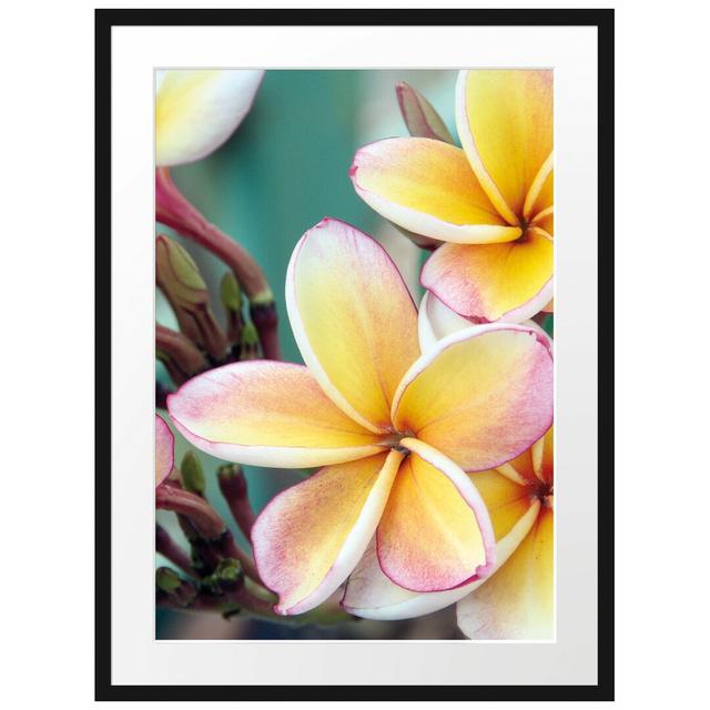 Monoi Blumen auf Hawaii Gerahmter Fotokunstdruck Poster East Urban Home Größe: 80 cm H x 60 cm B x 2,5 cm T, Farbe: Rosa/Gelb/Grün on Productcaster.