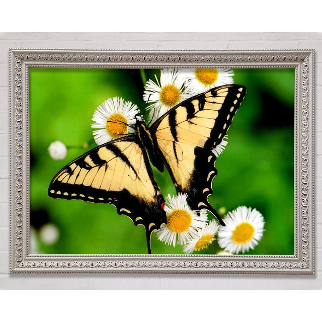 Yellow Butterfly Framed Print Bright Star Size: 42cm H x 59.7cm W x 3cm D on Productcaster.