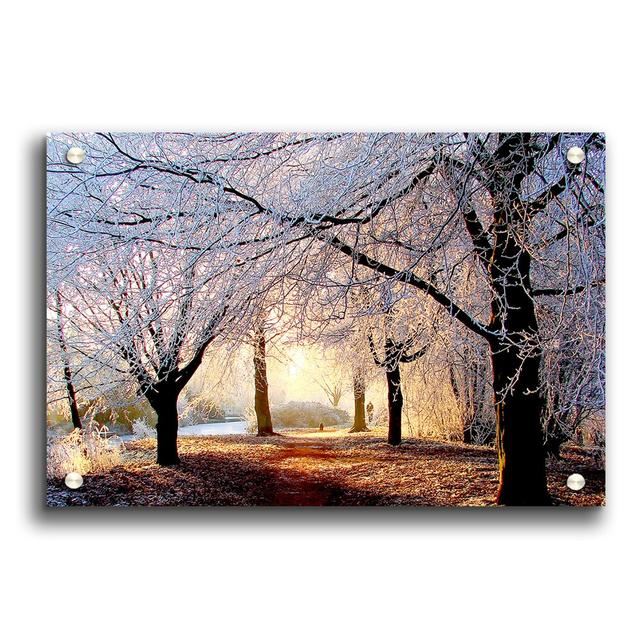 Beautiful Winter Light Forest - Unframed Photograph Print on Acrylic East Urban Home Size: 84.1cm H x 118.9cm W on Productcaster.