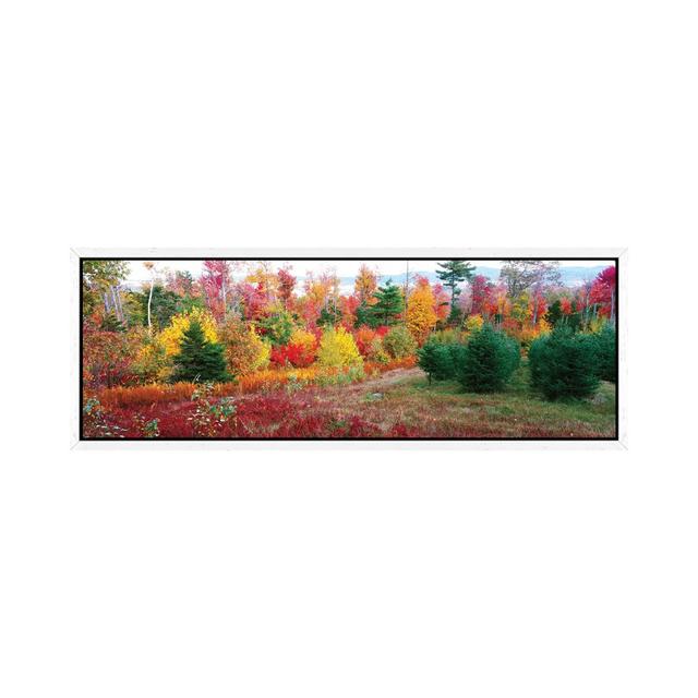 Christmas Trees And Fall Colors, Lincolnville, Waldo County, Maine, USA by Panoramic Images - Floater Frame Panoramic Gallery-Wrapped Canvas Giclée on on Productcaster.