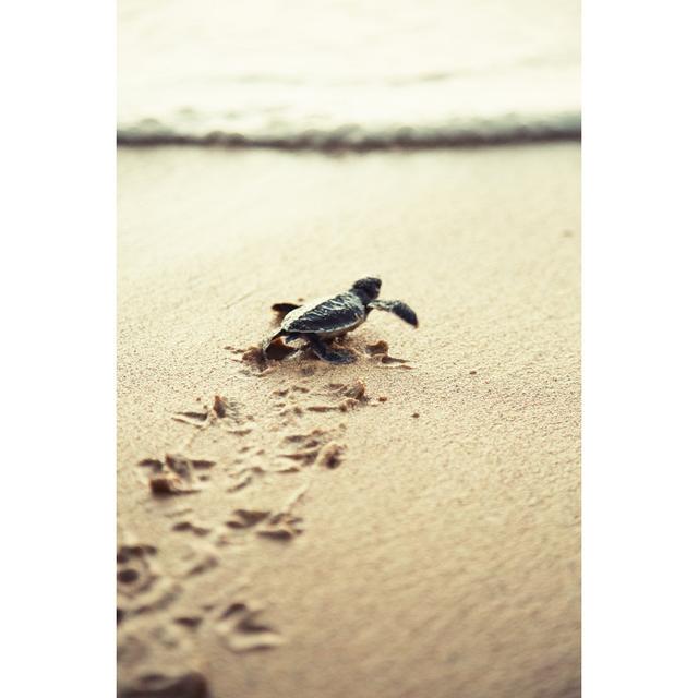 New Born Sea Turtle by Andrey Danilovich - No Frame Art Prints on Canvas 17 Stories Size: 30cm H x 20cm W on Productcaster.