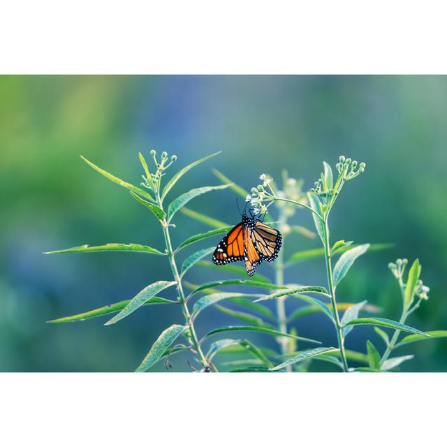 Orange Tropical Butterfly by Beli - Wrapped Canvas Photograph 17 Stories Size: 81cm H x 122cm W on Productcaster.