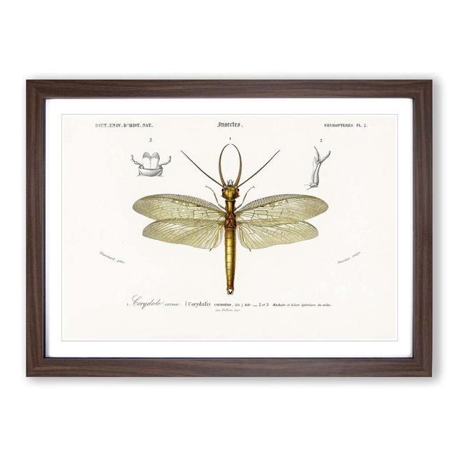 Eastern Dobsonfly by Charles d' Orbigny - Picture Frame Graphic Art Print East Urban Home Frame Option: Walnut Framed, Size: 27cm H x 36cm W x 2cm D on Productcaster.