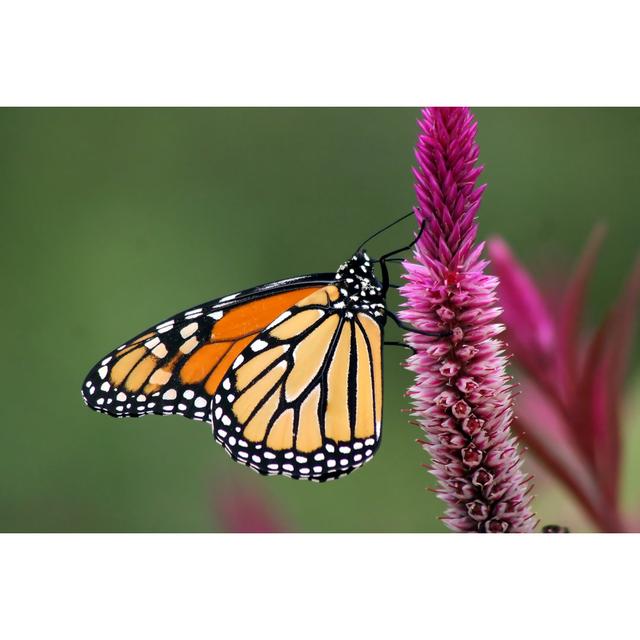 Close Up Photo Of A Monarch Butterfly, Perched On A Flower by DWPhoto - Print Brambly Cottage Size: 61cm H x 91cm W on Productcaster.