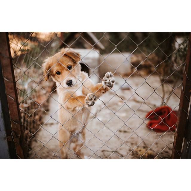 Puppy Behind Wire by Bojanstory - No Frame Art Prints on Canvas 17 Stories Size: 61cm H x 91cm W on Productcaster.