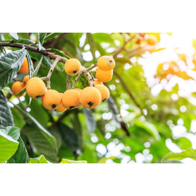 Ripe Loquat Fruits Brambly Cottage Size: 61cm H x 91cm W on Productcaster.