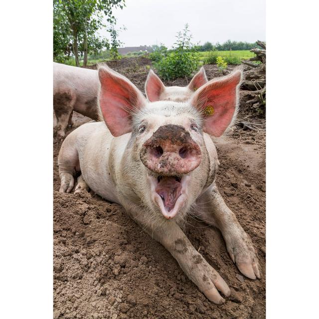 Laughing Pig on Farm by JHJR - Wrapped Canvas Photograph August Grove Size: 91cm H x 61cm W on Productcaster.