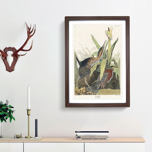 Green Heron by John Audubon - Picture Frame Painting Print East Urban Home Size: 36cm H x 27cm W x 2cm D, Frame Option: Walnut Framed on Productcaster.