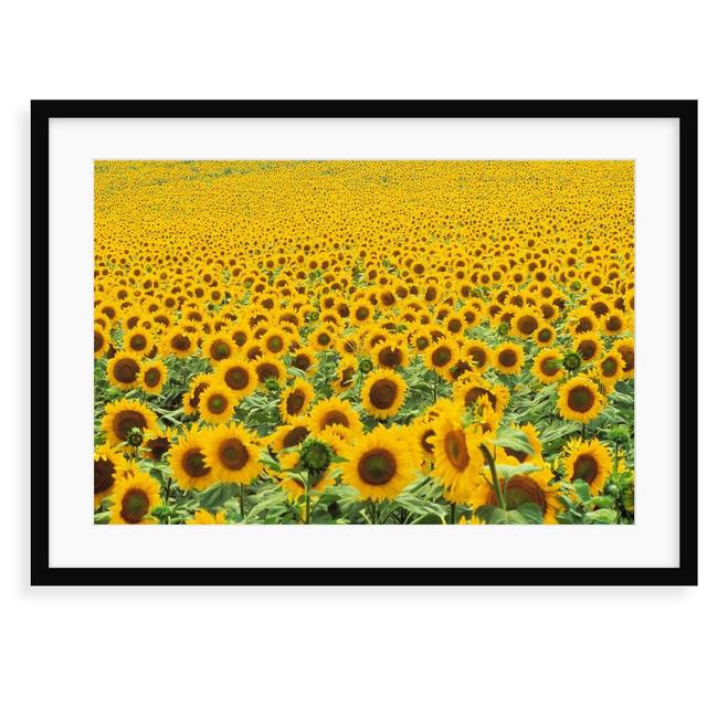 Sonnenblumenfeld by Corbis - Photograph Print East Urban Home Size: 70 cm H x 100 cm W x 2.3 cm D, Format: Framed Paper on Productcaster.