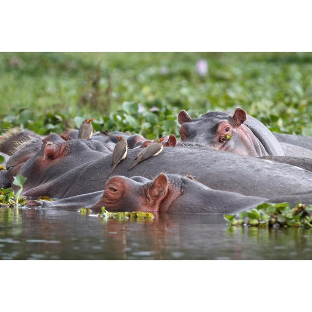 Hippos by Richmatts - No Frame Art Prints on Canvas 17 Stories Size: 61cm H x 91cm W on Productcaster.