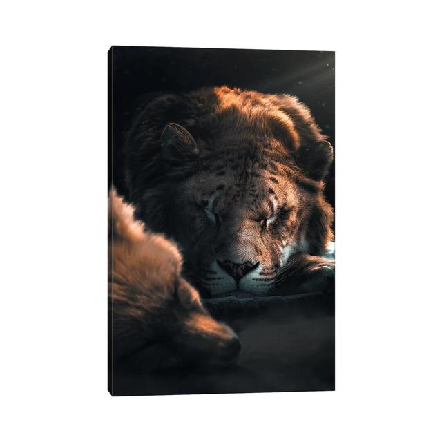 Sleeping Fox Lion by Zenja Gammer - Photograph Print on Canvas Bloomsbury Market Format: Wrapped Canvas, Size: 101.6cm H x 66.04cm W x 1.91cm D on Productcaster.