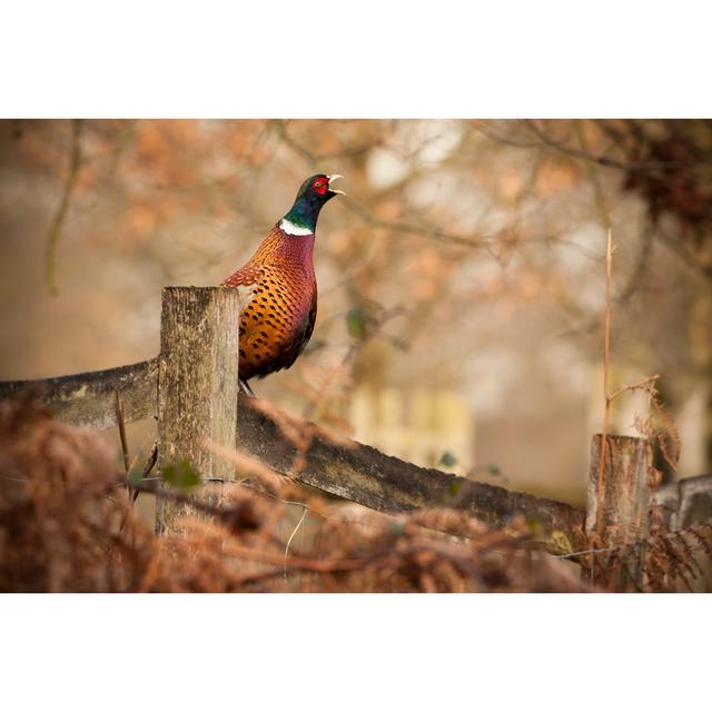 Common Pheasant by DamianKuzdak - No Frame Art Prints on Canvas 17 Stories Size: 51cm H x 76cm W on Productcaster.