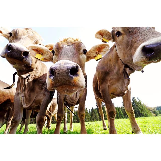 Curious Young Cattle On The Pasture by Astrid860 - Wrapped Canvas Print August Grove Size: 30cm H x 46cm W x 3.8cm D on Productcaster.