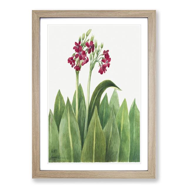 Primrose by Mary Vaux Walcott - Picture Frame Painting East Urban Home Size: 48cm H x 36cm W x 2cm D, Frame Option: Oak Framed on Productcaster.