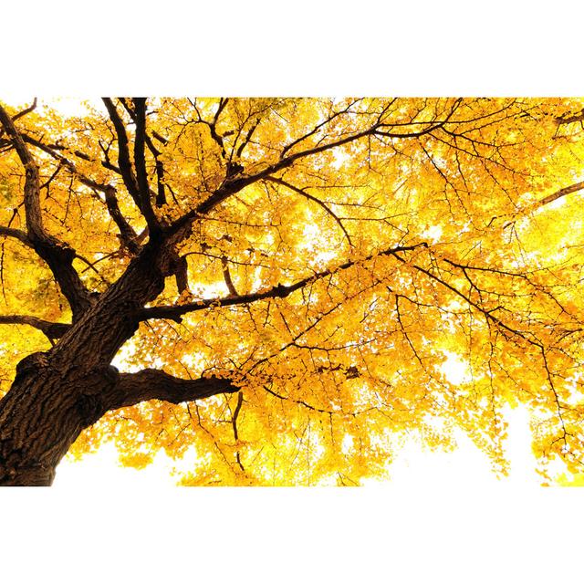 Autumn Ginkgo - Wrapped Canvas Print Ebern Designs Size: 30cm H x 46cm W x 3.8cm D on Productcaster.