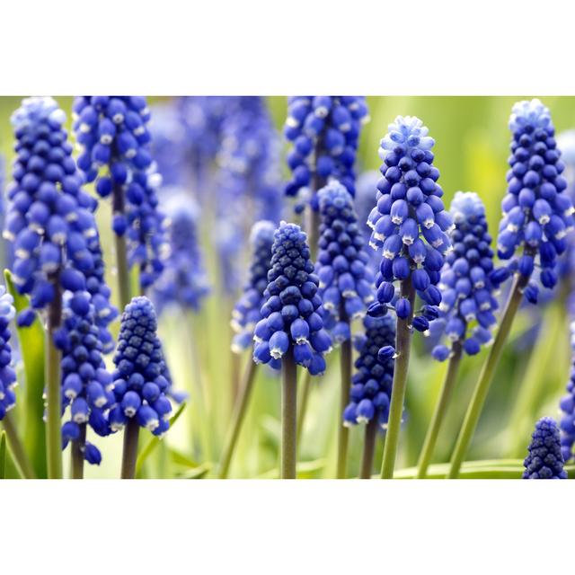 Blue Grape Hyacinths by Schnuddel - Wrapped Canvas Art Prints 17 Stories Size: 30cm H x 46cm W x 3.8cm D on Productcaster.