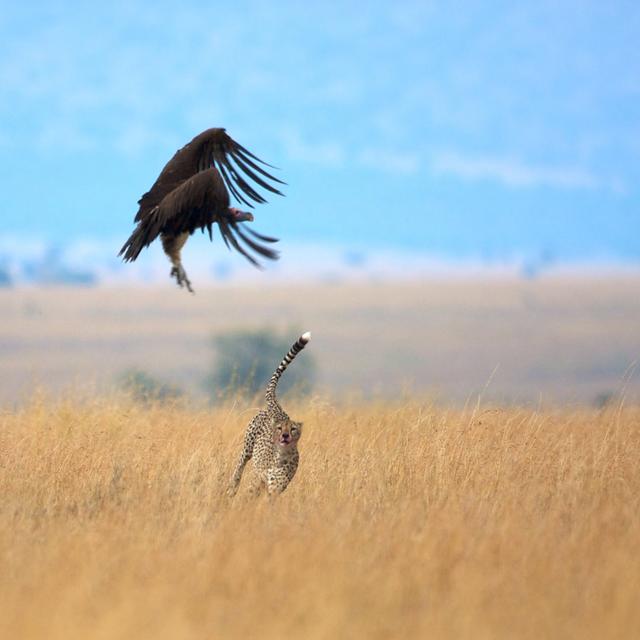 Cheetah and vulture fighting for prey House of Hampton Size: 40cm H x 40cm W on Productcaster.