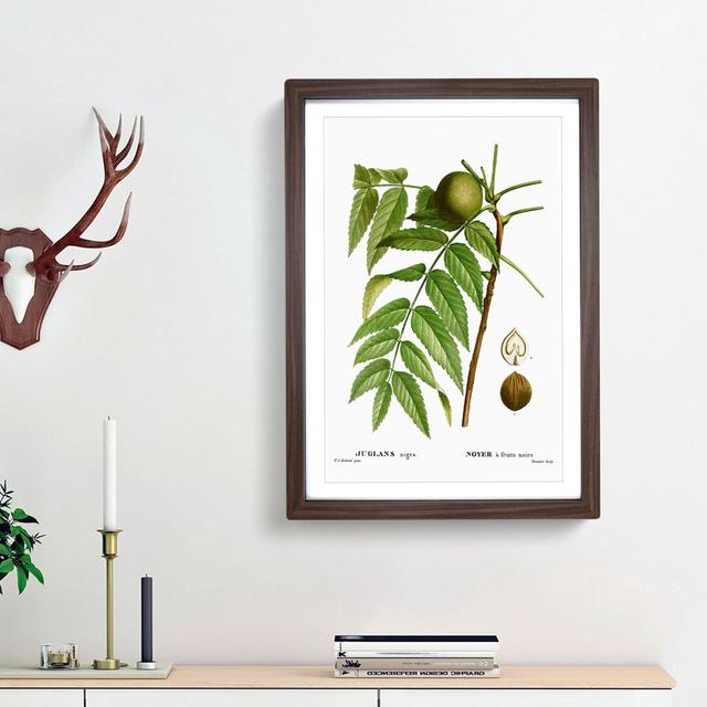 Black Walnut Tree by Pierre-Joseph Redoute - Picture Frame Graphic Art Print East Urban Home Size: 65cm H x 48cm W x 2cm D, Frame Option: Walnut Frame on Productcaster.