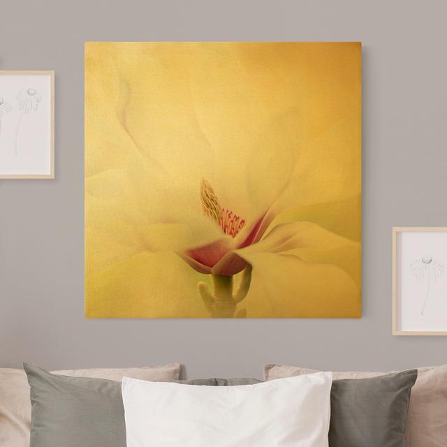 Delicate Magnolia Blossom - Wrapped Canvas Photograph Ebern Designs Frame Option: Gold, Format: 435g/m³ canvas gold, Size: 40cm H x 40cm W on Productcaster.