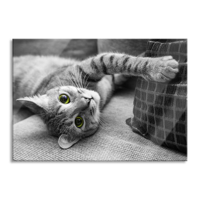 Cat Plays With Cushion - No Frame Print on Glass Brayden Studio Size: 60cm H x 80cm W x 0.4cm D on Productcaster.