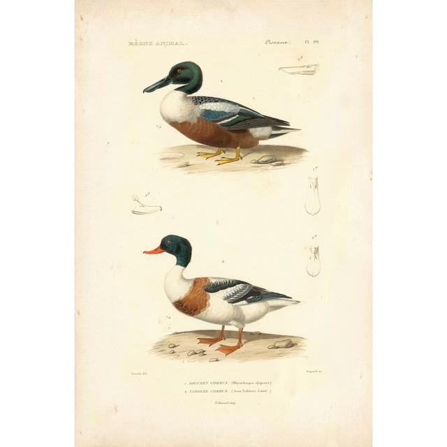 Antique Duck Study II by N. Remond - Wrapped Canvas Painting August Grove Size: 76cm H x 51cm W on Productcaster.