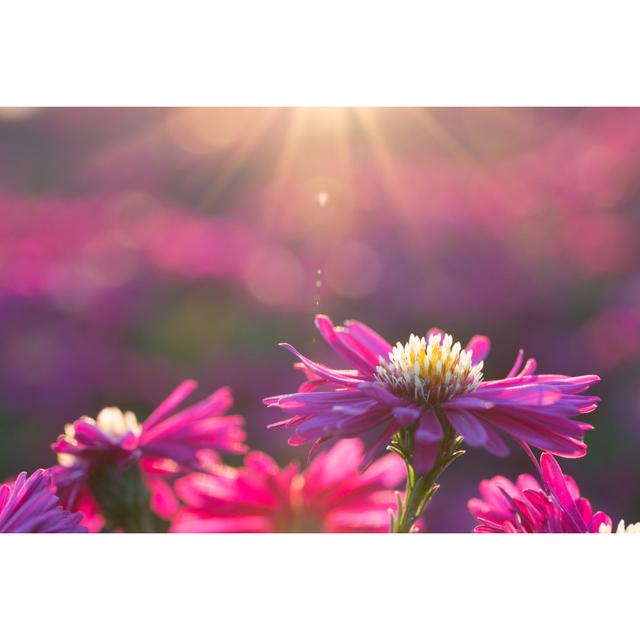 Argento Pink Daisy - Wrapped Canvas Photograph 17 Stories Size: 81cm H x 122cm W x 3.8cm D on Productcaster.