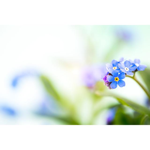 Forget Me Not Flowers by Borchee - No Frame Art Prints on Canvas 17 Stories Size: 30cm H x 46cm W on Productcaster.